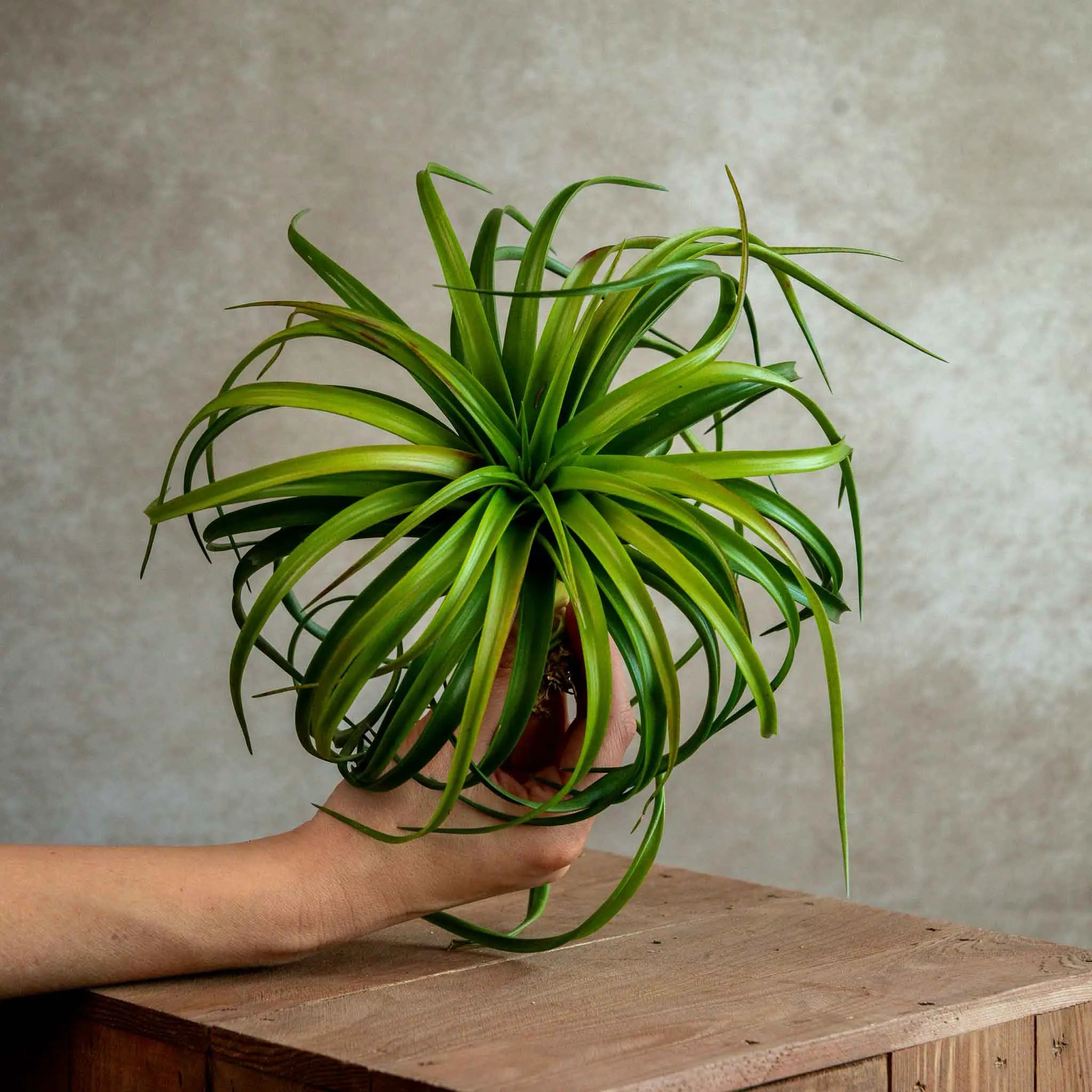 Hybrids - unieke soorten – Airplantshop