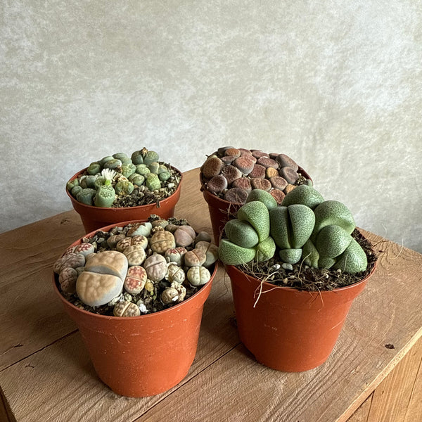 Lithops mix (4 stuks)