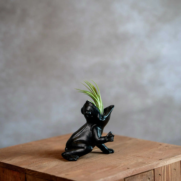 Koele kikker met Tillandsia