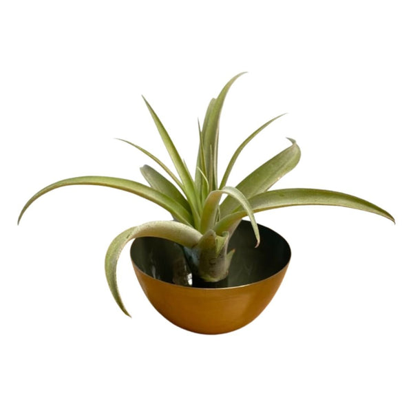 Metal Candle Holder Groen Met Airplant