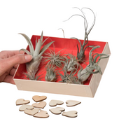Airplant giftbox als bedankcadeautje
