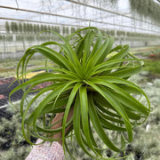 Tillandsia Capitata XXL