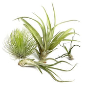Mix van verschillende tillandsia-soorten