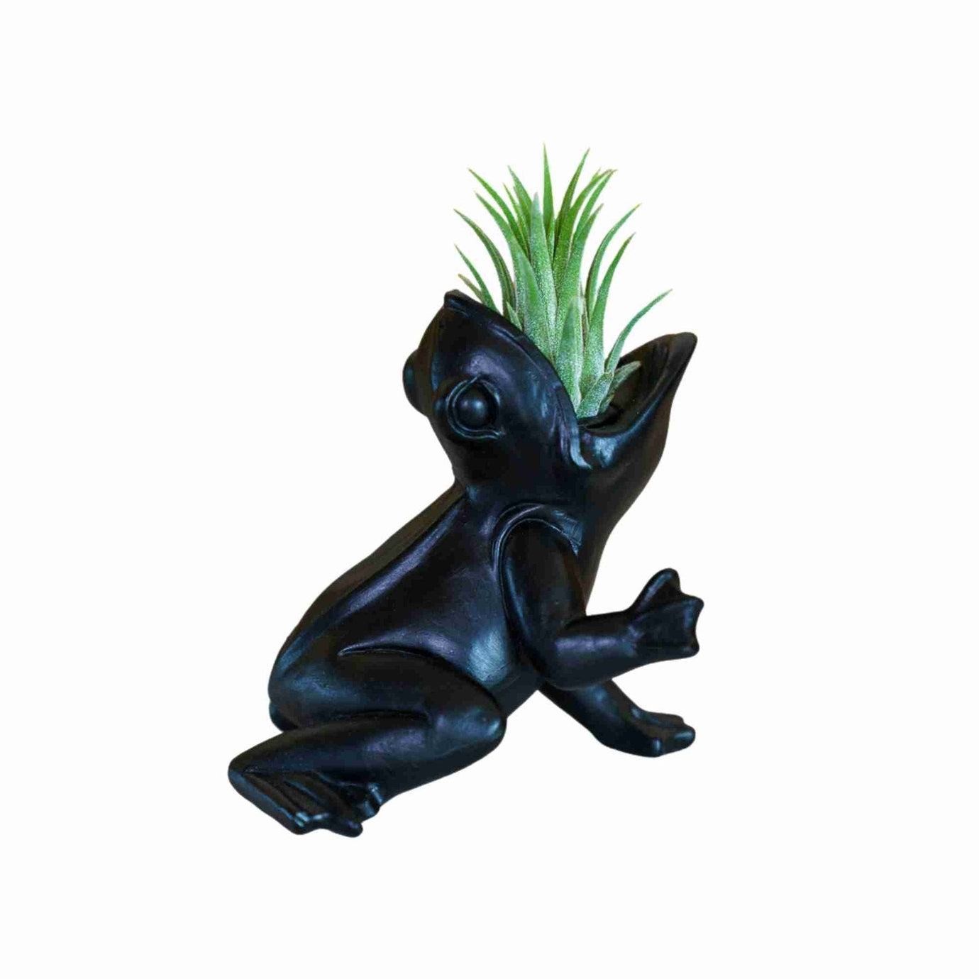 Airplant-cadeau