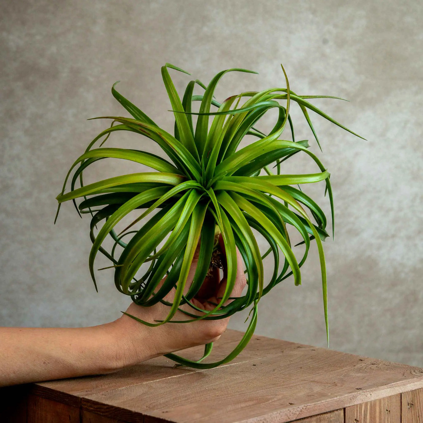 Banner Unieke Tillandsia's