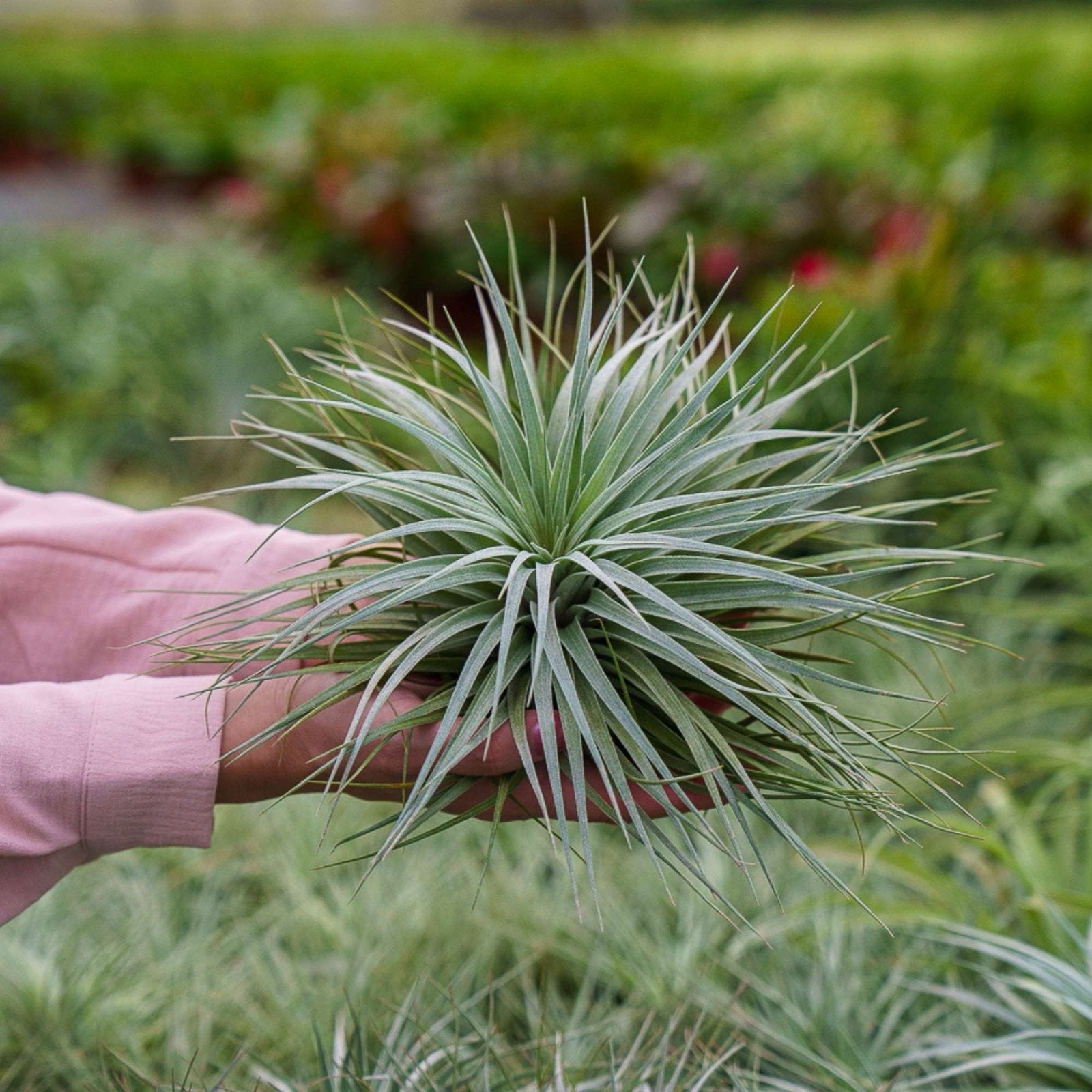 Airplants