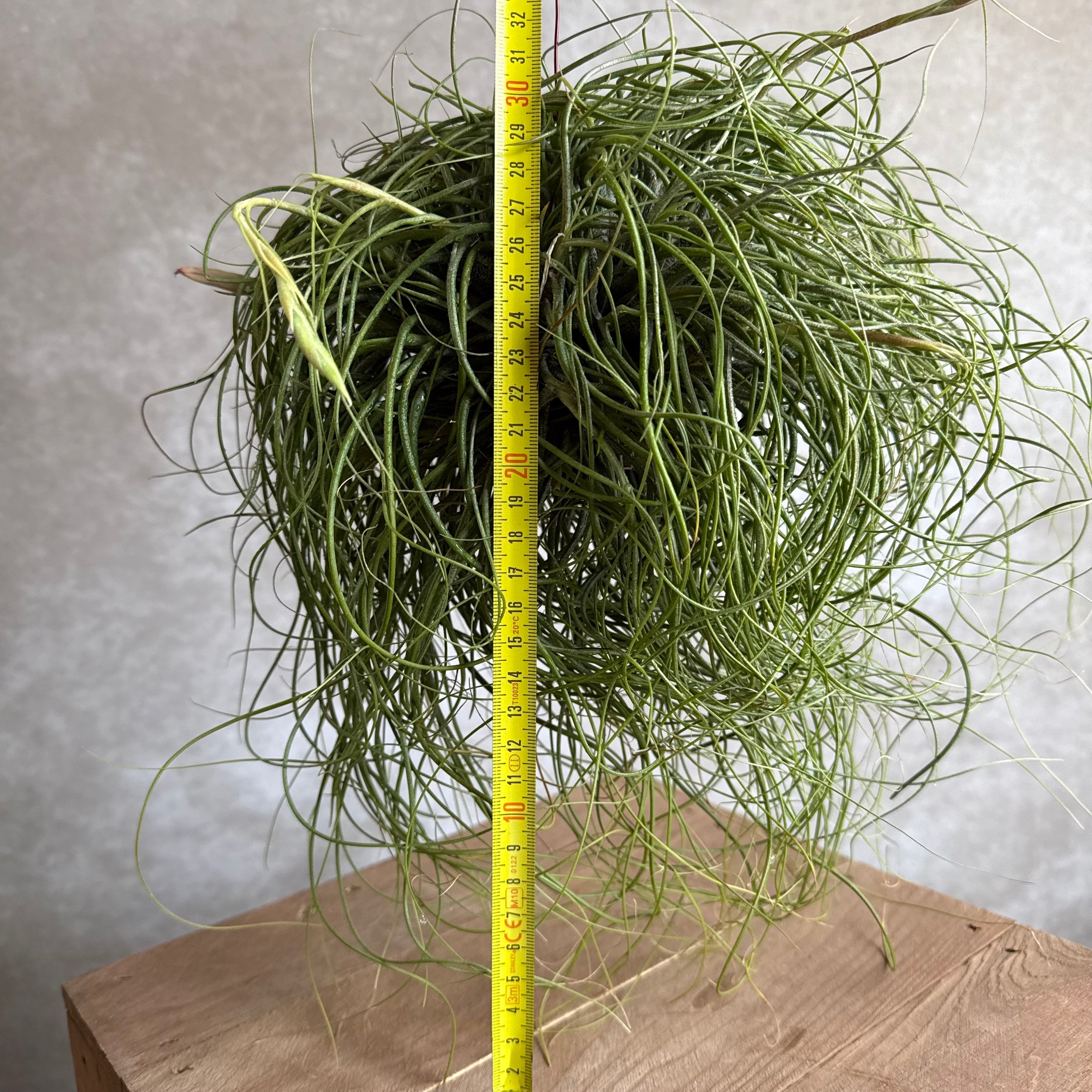 Tillandsia butzii cluster (jumbo)