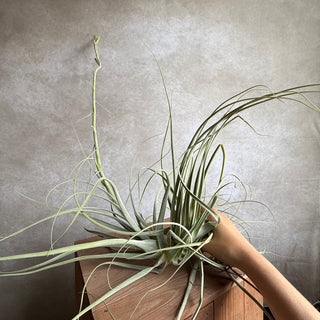 Tillandsia straminea XXL