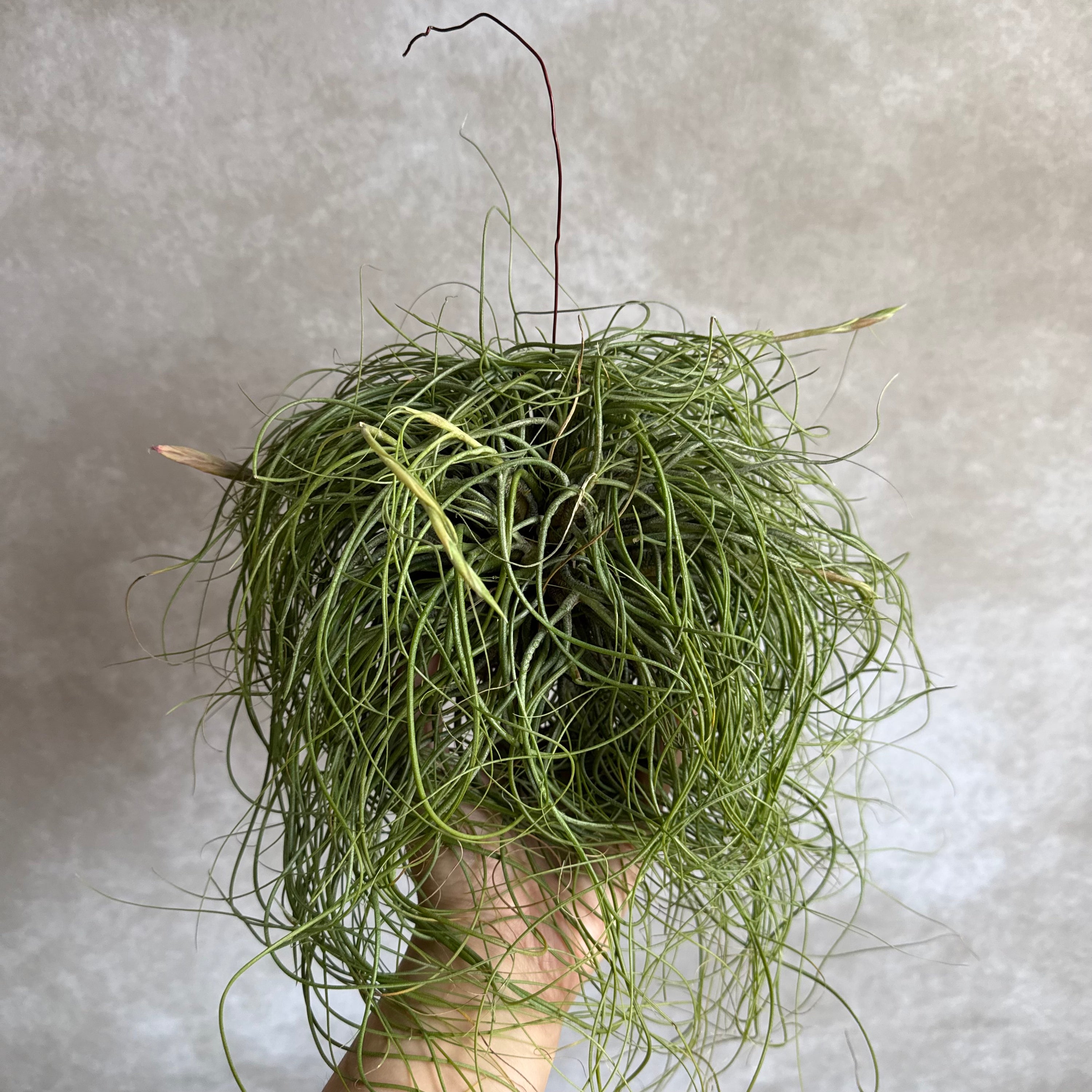 Tillandsia butzii cluster (jumbo)