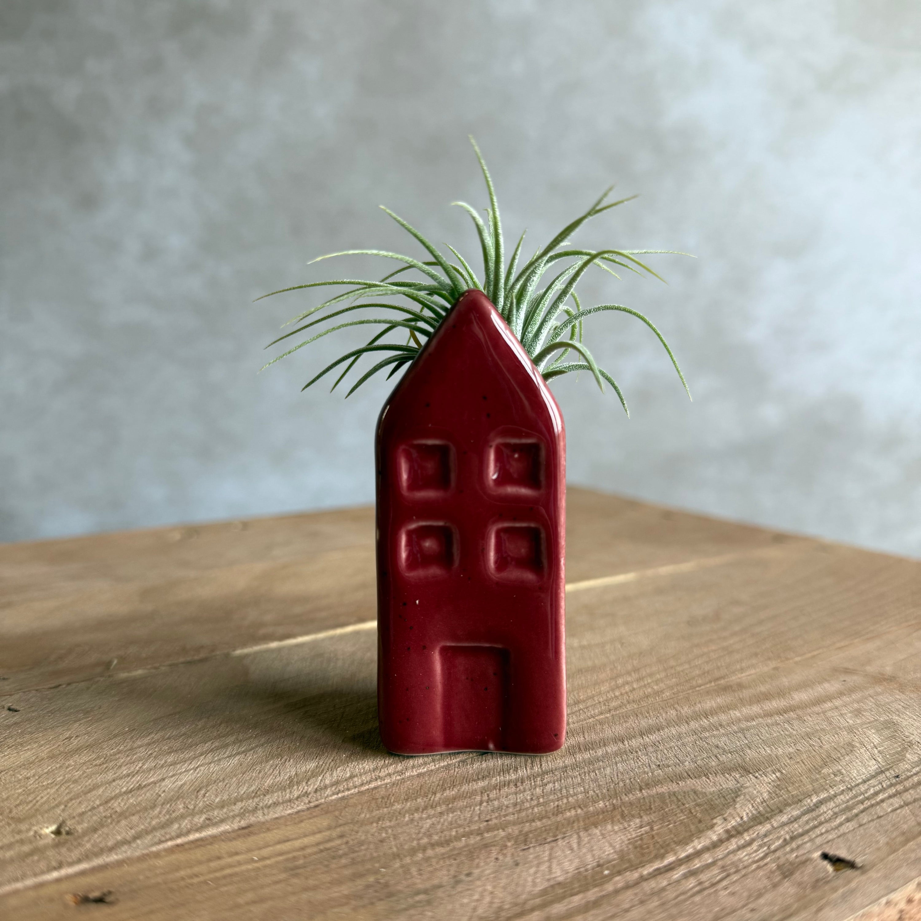 Grachtenpandje + airplant
