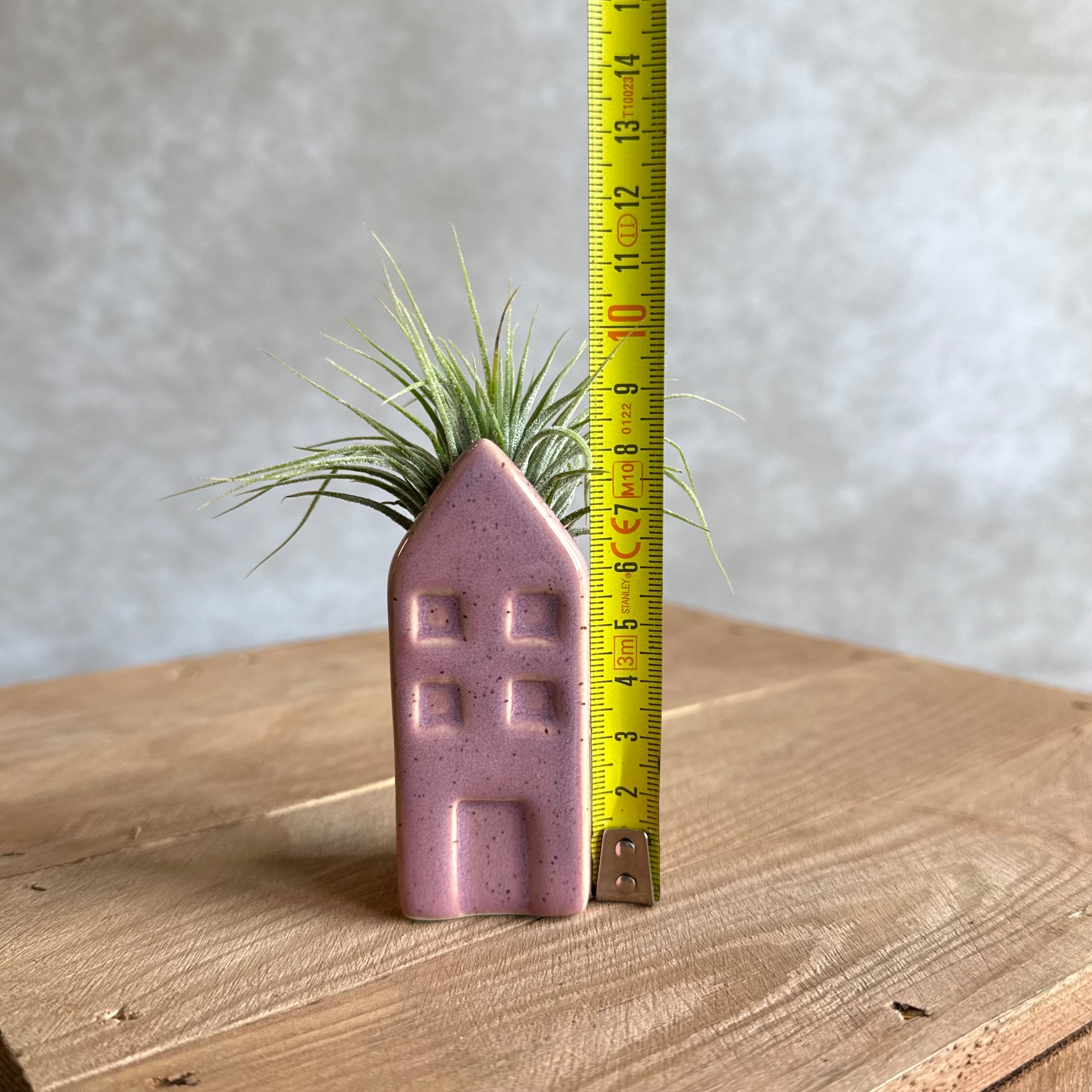 Grachtenpandje + airplant