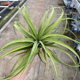 Tillandsia capitata XXL