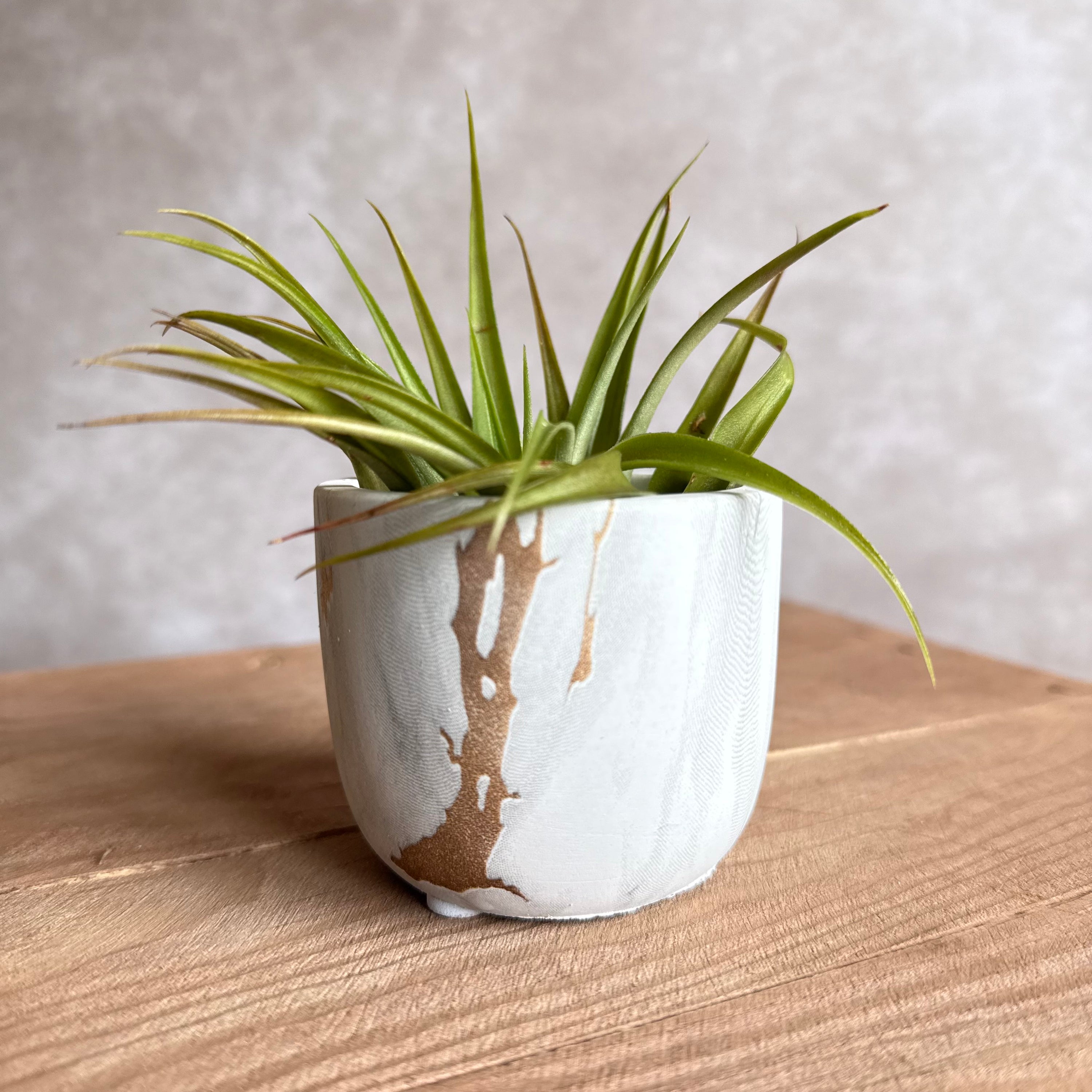 Marmer potje + airplant