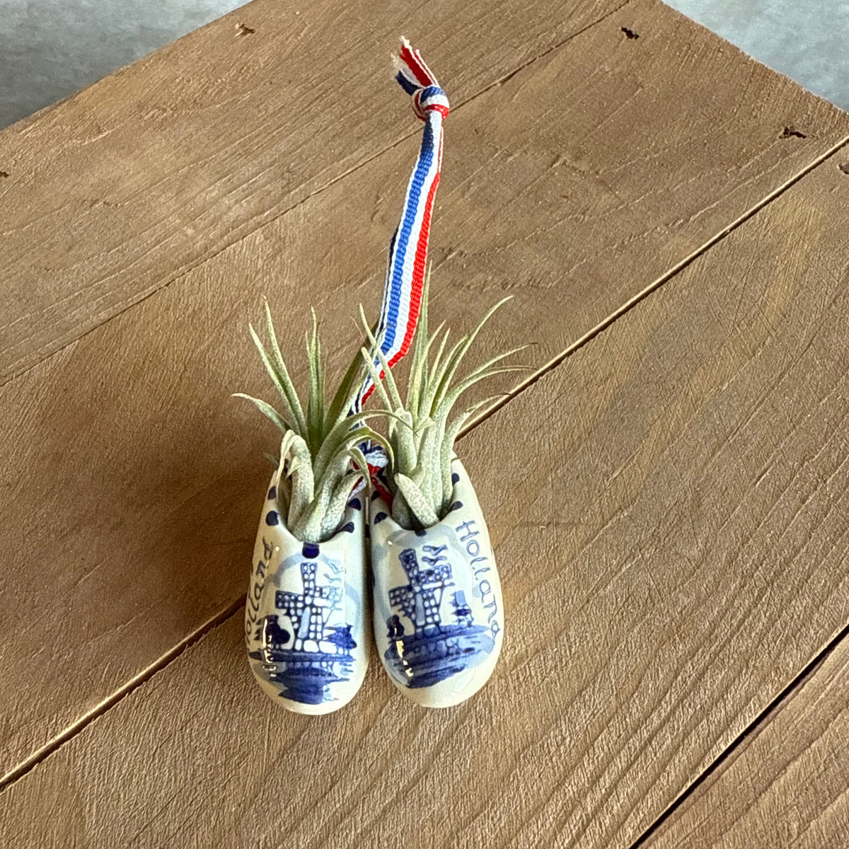 Mini klompjes 5cm met airplant