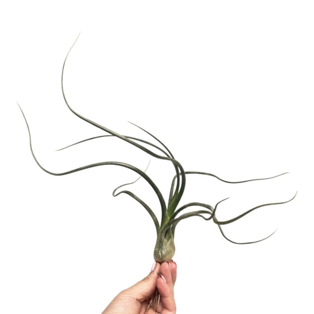 Tillandsia Baileyi