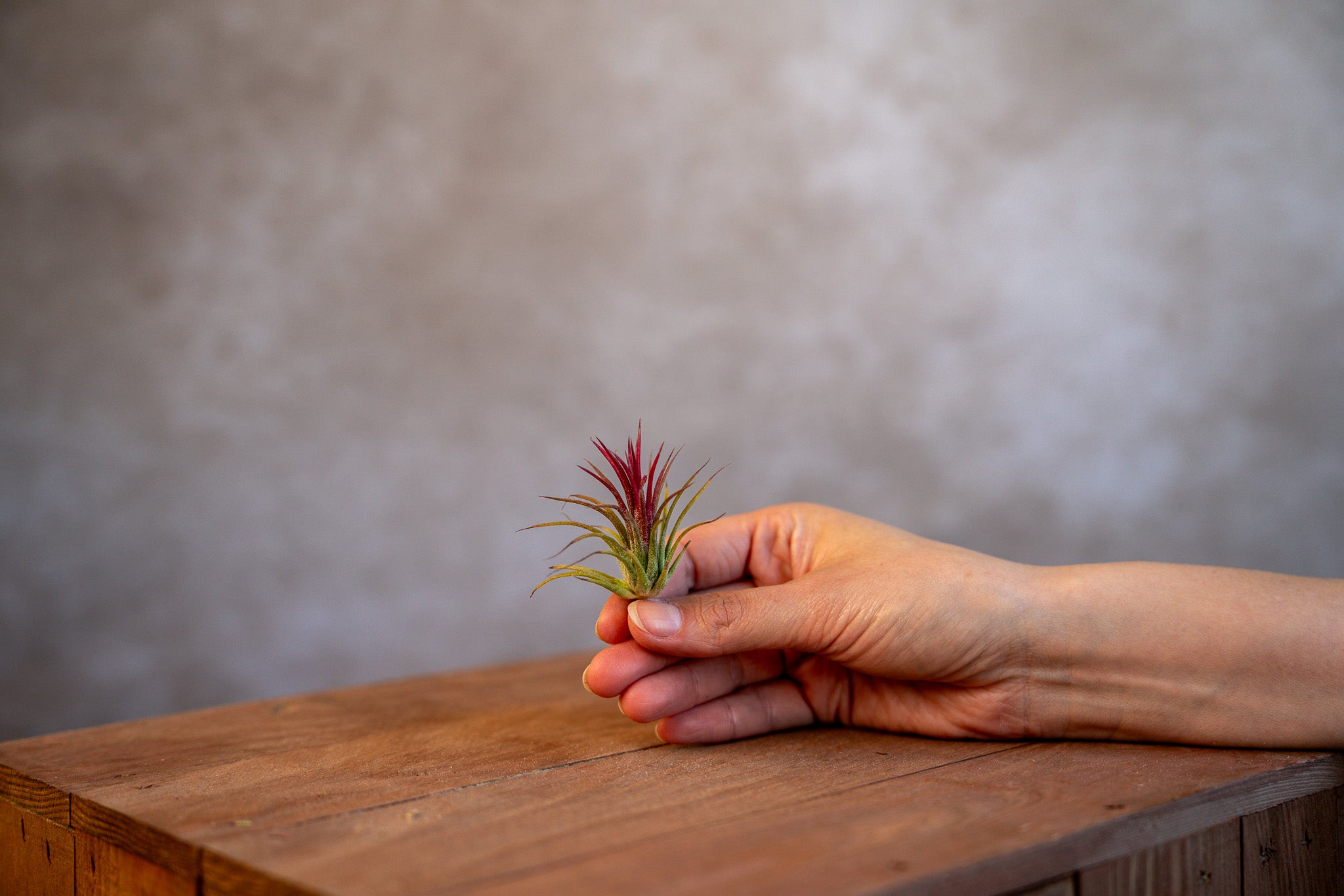 Tillandsia Ionantha Fuego