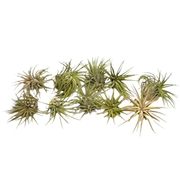 10X Tillandsia Ionantha Rubra