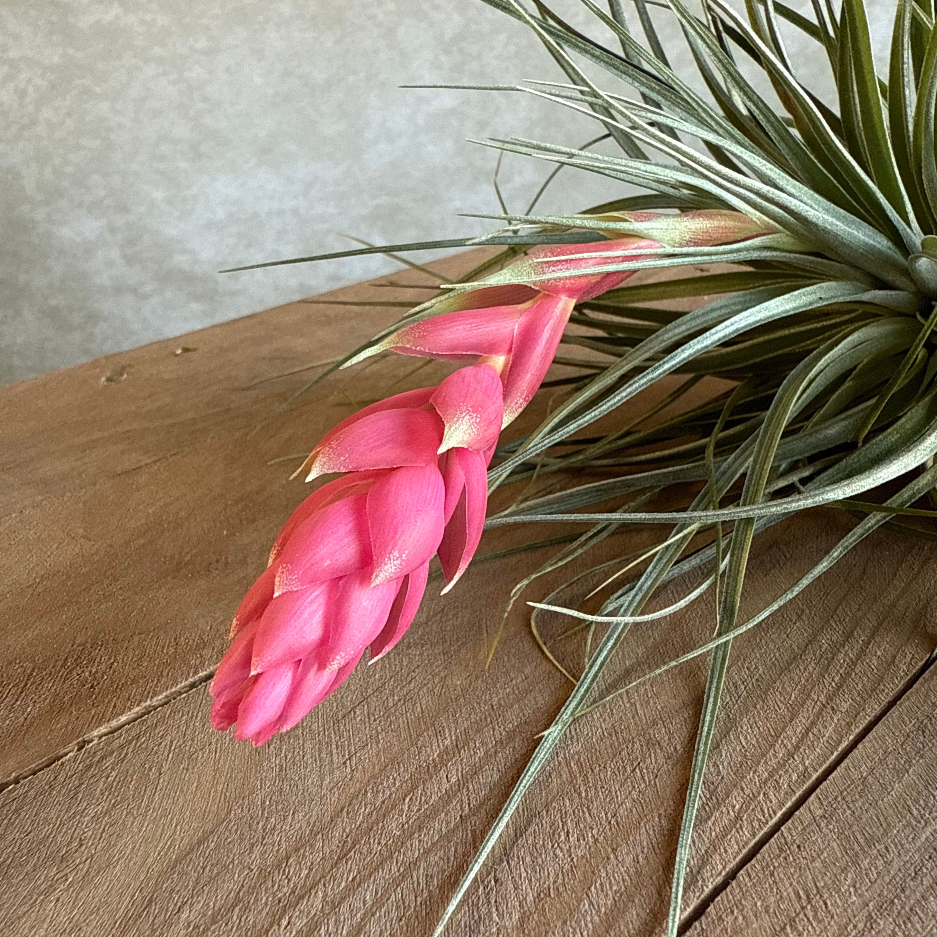 Tillandsia houston
