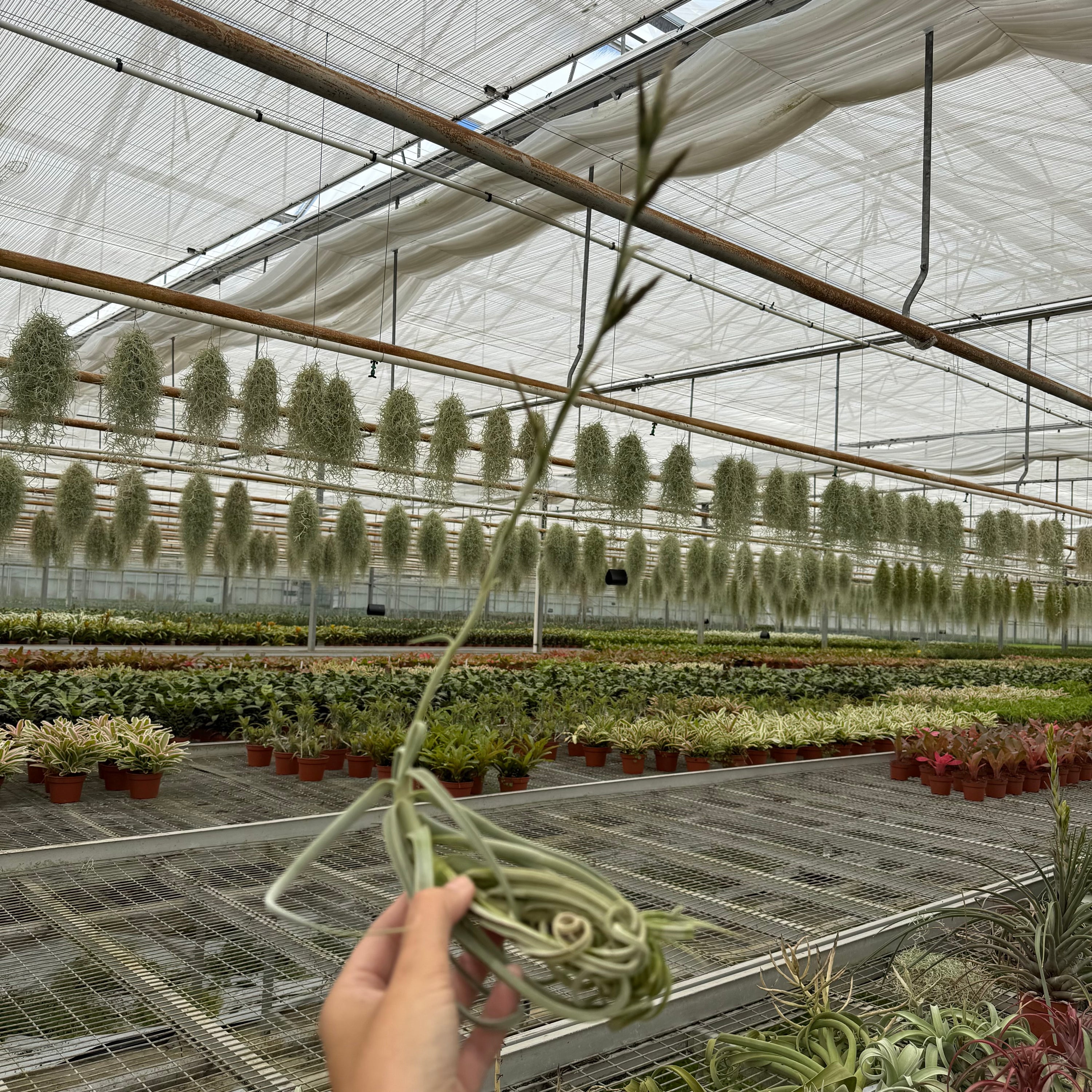 Tillandsia duratii