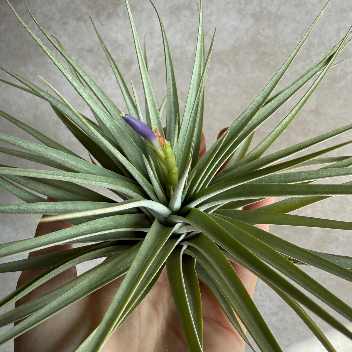 Tillandsia Espinosae XXL