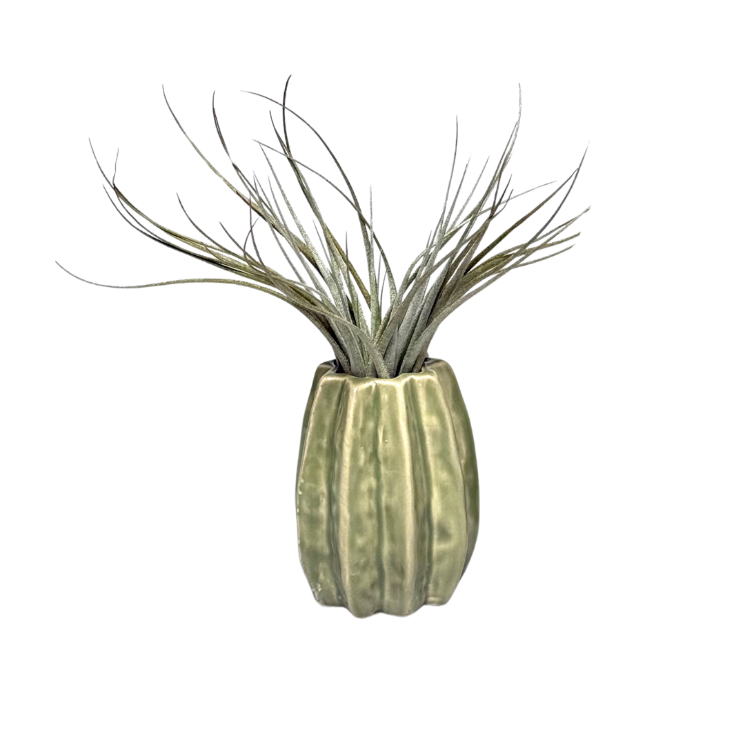 Lichtgroene Carambola met Airplant