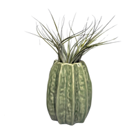 Lichtgroene Carambola Airplant