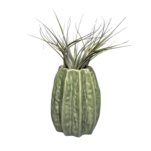 Lichtgroene Carambola Airplant