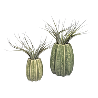 Lichtgroene Carambola Airplant