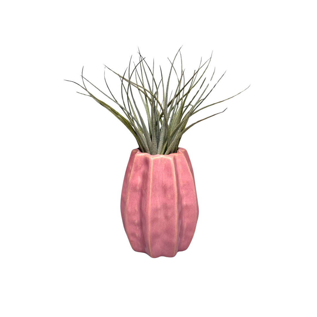 Roze Carambola met Airplant