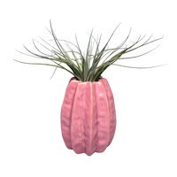 Roze Carambola met Airplant