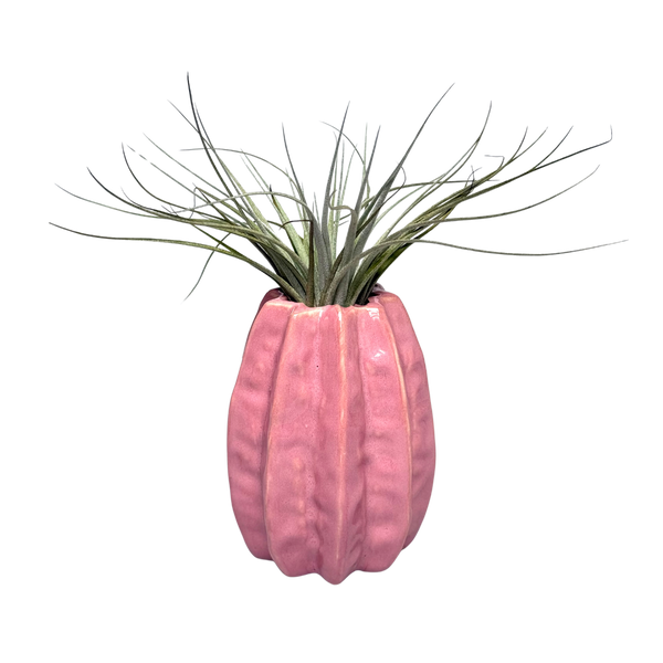 Roze Carambola met Airplant