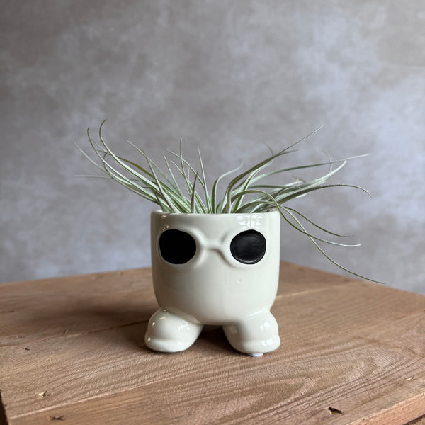 Mister sunglasses + airplant