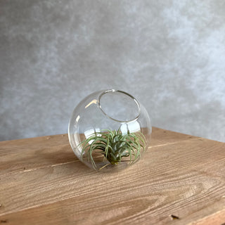 Glas vaas 8cm met Tillandsia