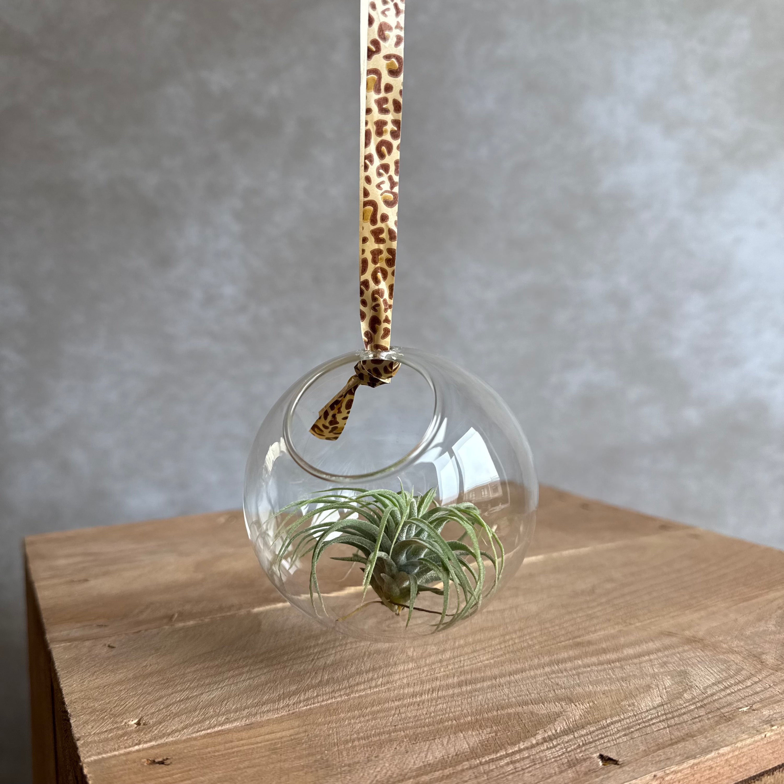 Glas vaas 8cm met Tillandsia