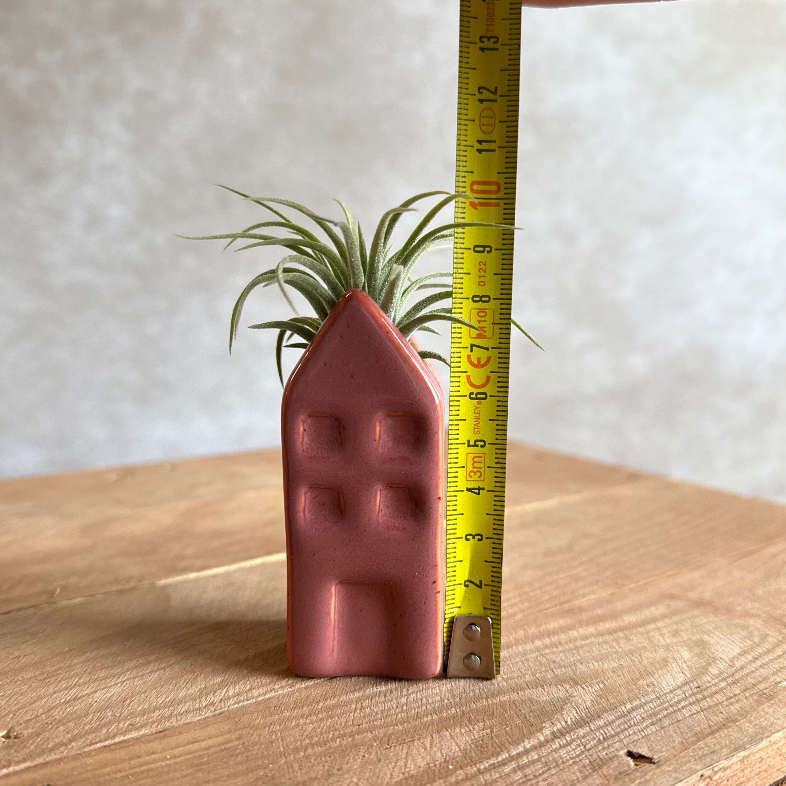Grachtenpandje + airplant