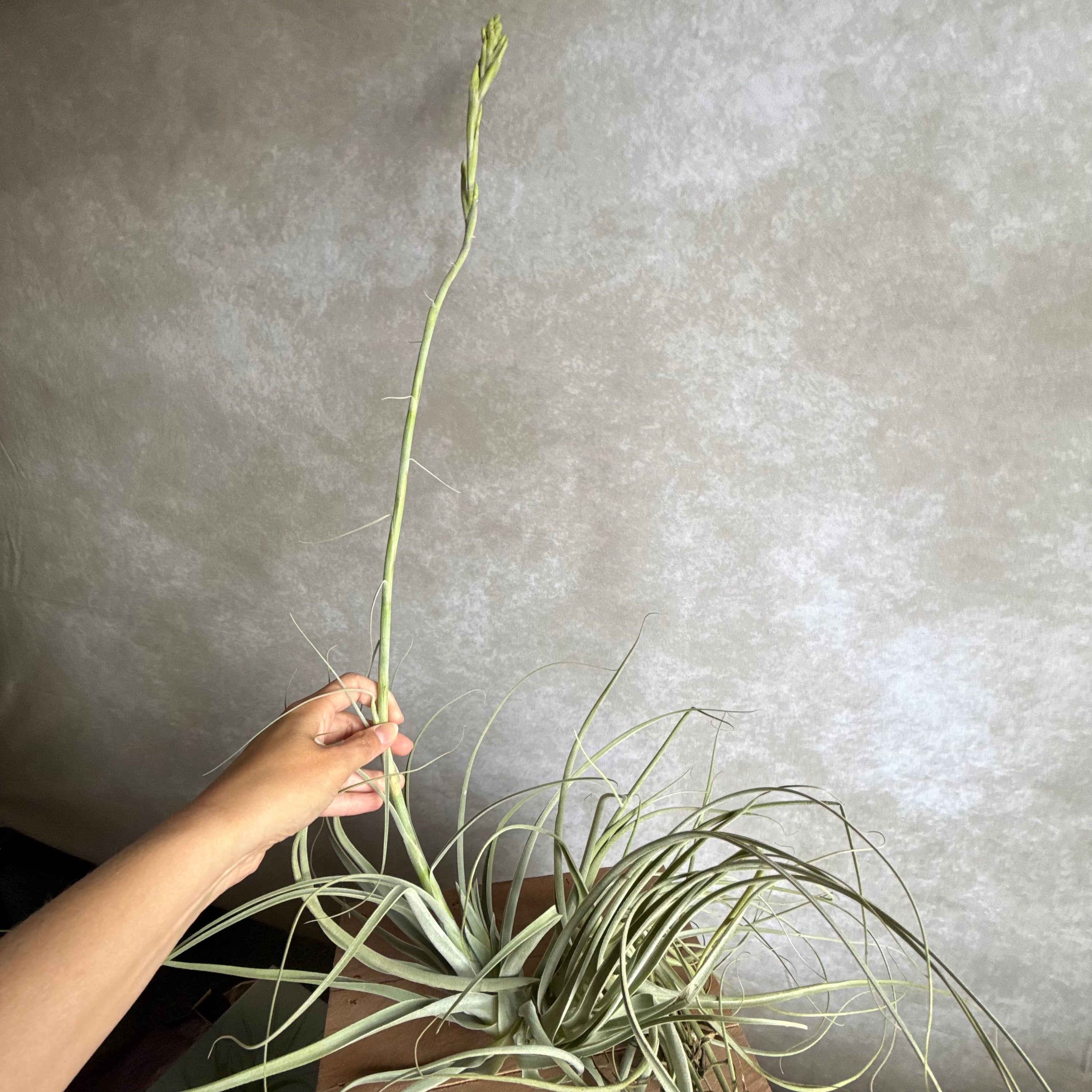 Tillandsia straminea XXL