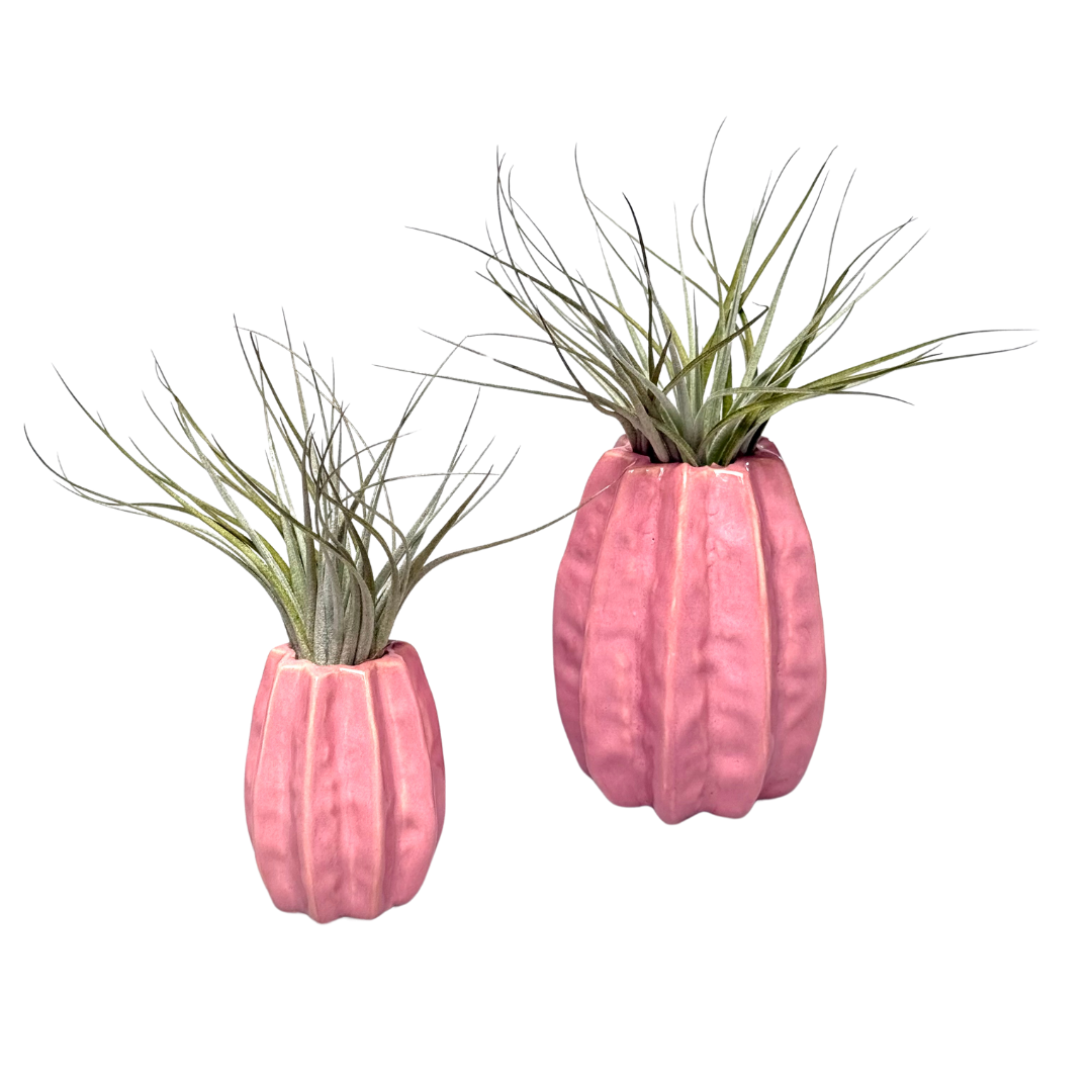 Roze Carambola met Airplant