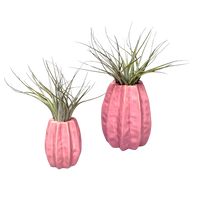 Roze Carambola met Airplant