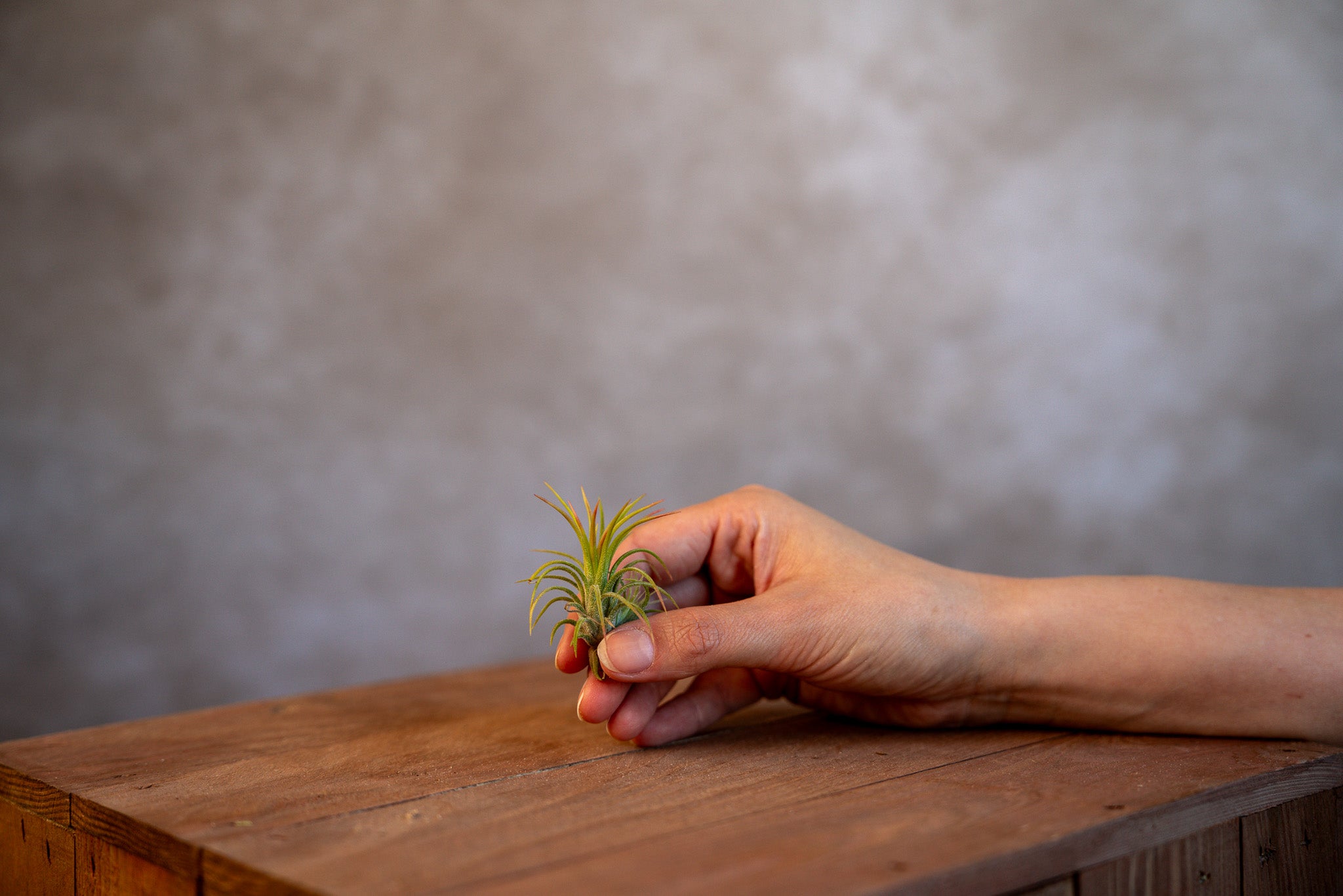 Tillandsia Ionantha Fuego