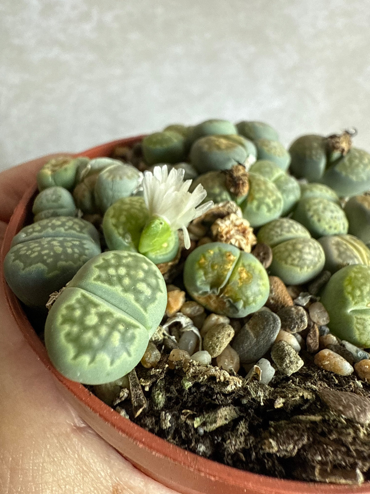 Lithops mix (4 stuks)