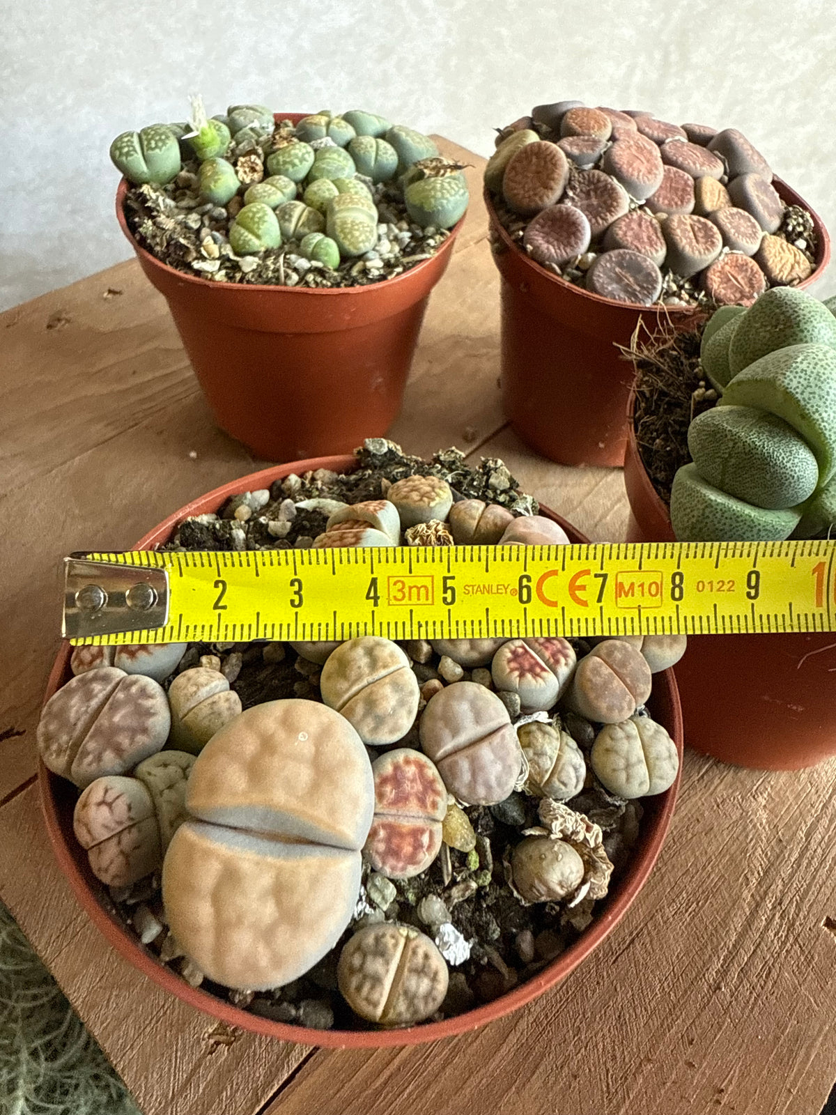 Lithops mix (4 stuks)