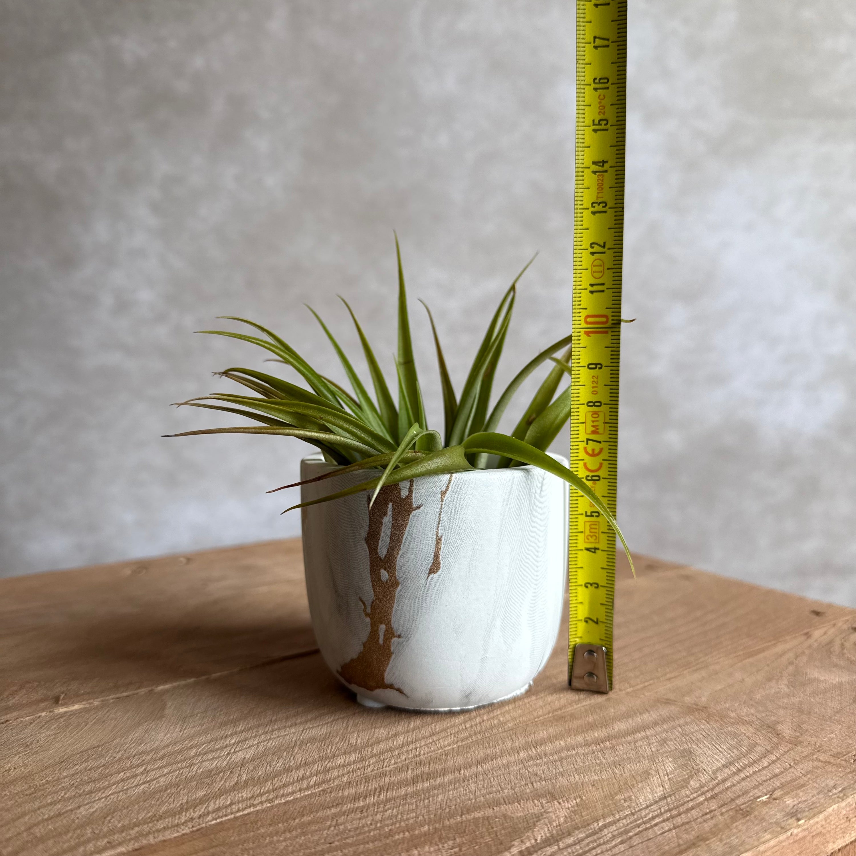 Marmer potje + airplant