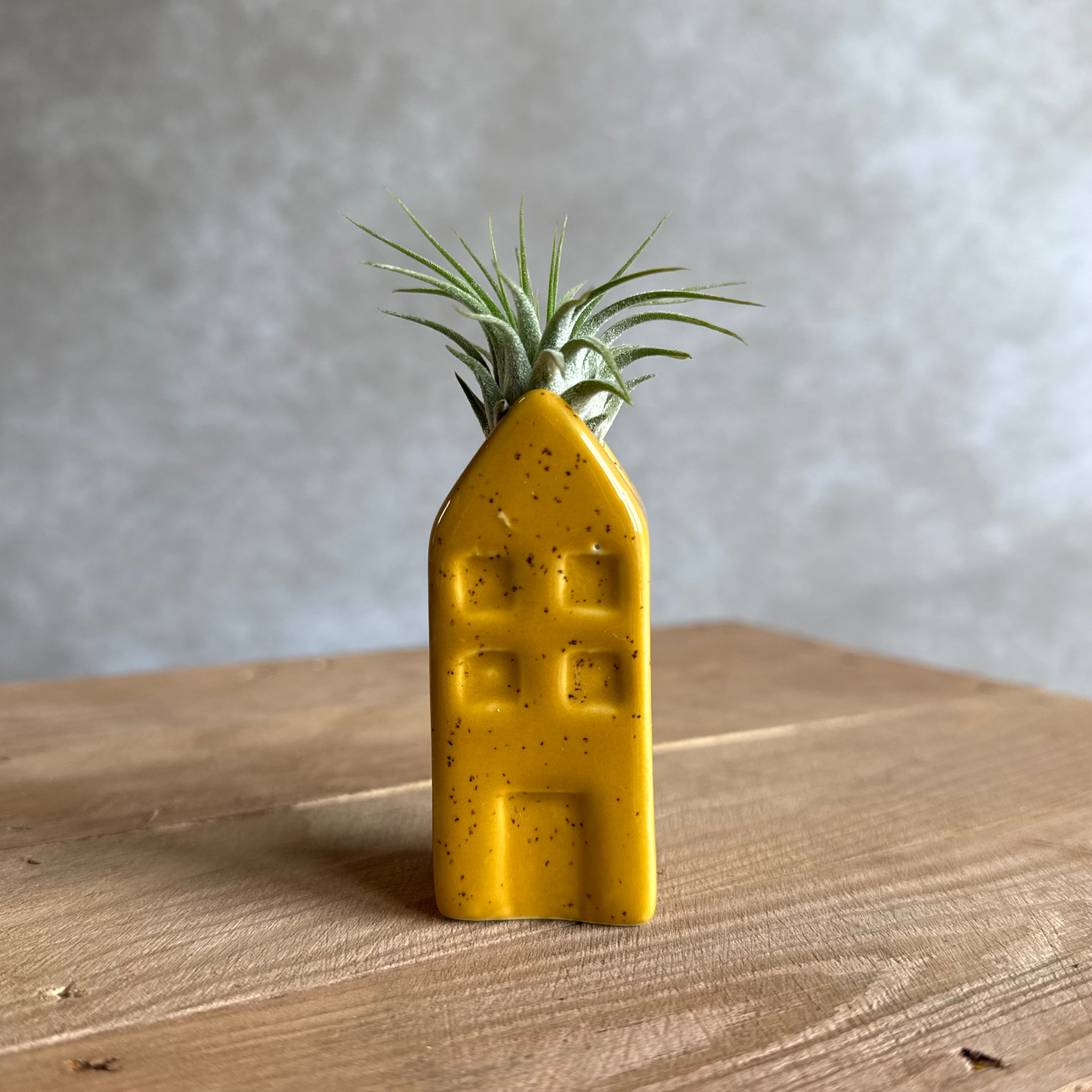 Grachtenpandje + airplant