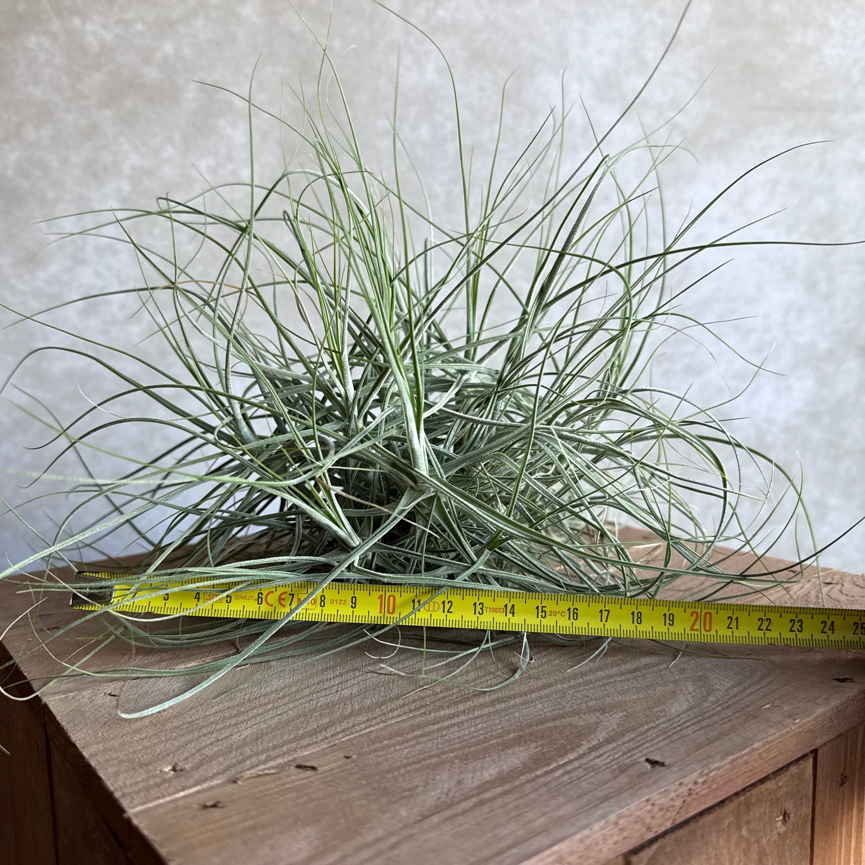 Tillandsia schiedeana XXL
