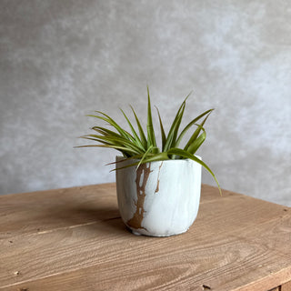 Marmer potje + airplant