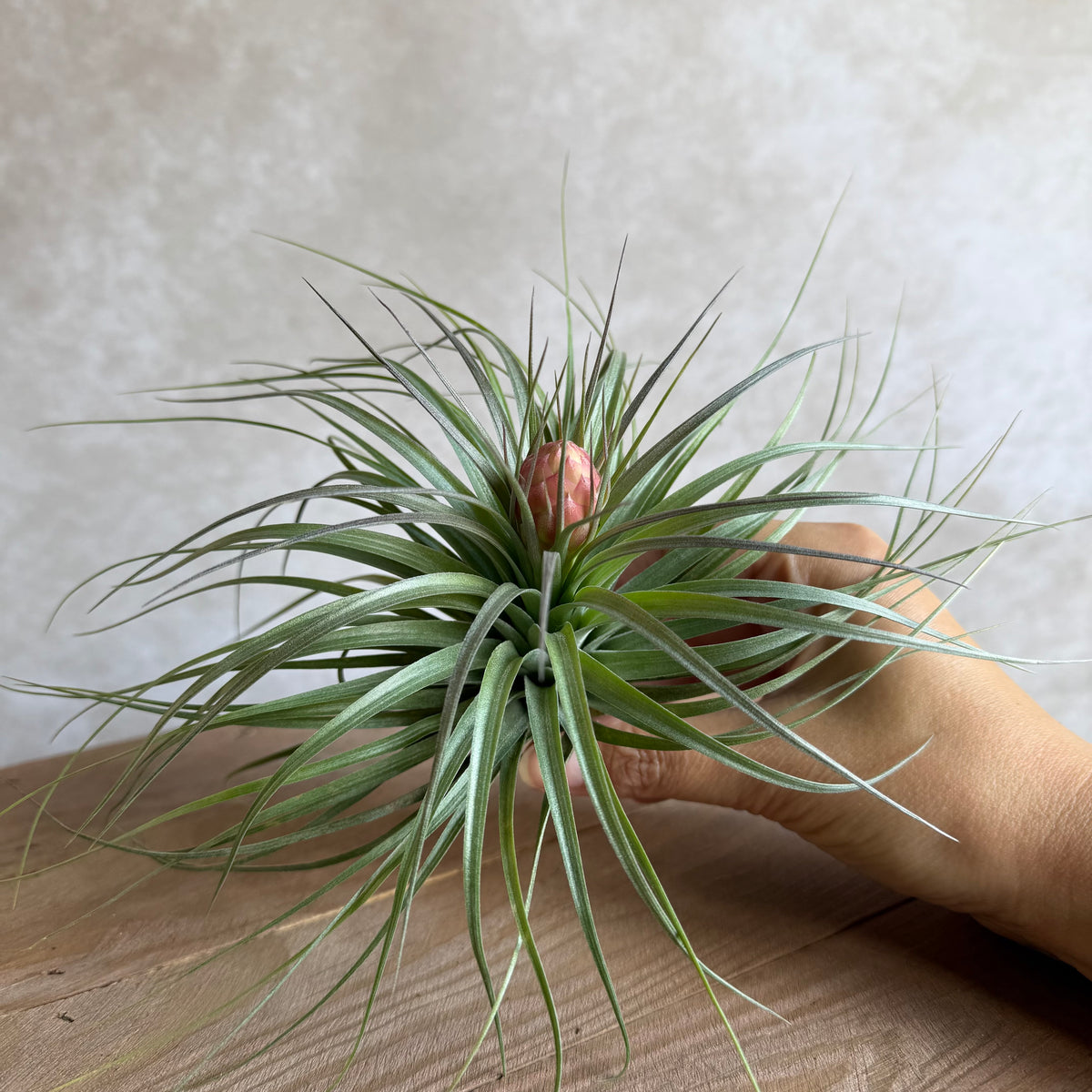 Tillandsia cotton candy (Hybride)