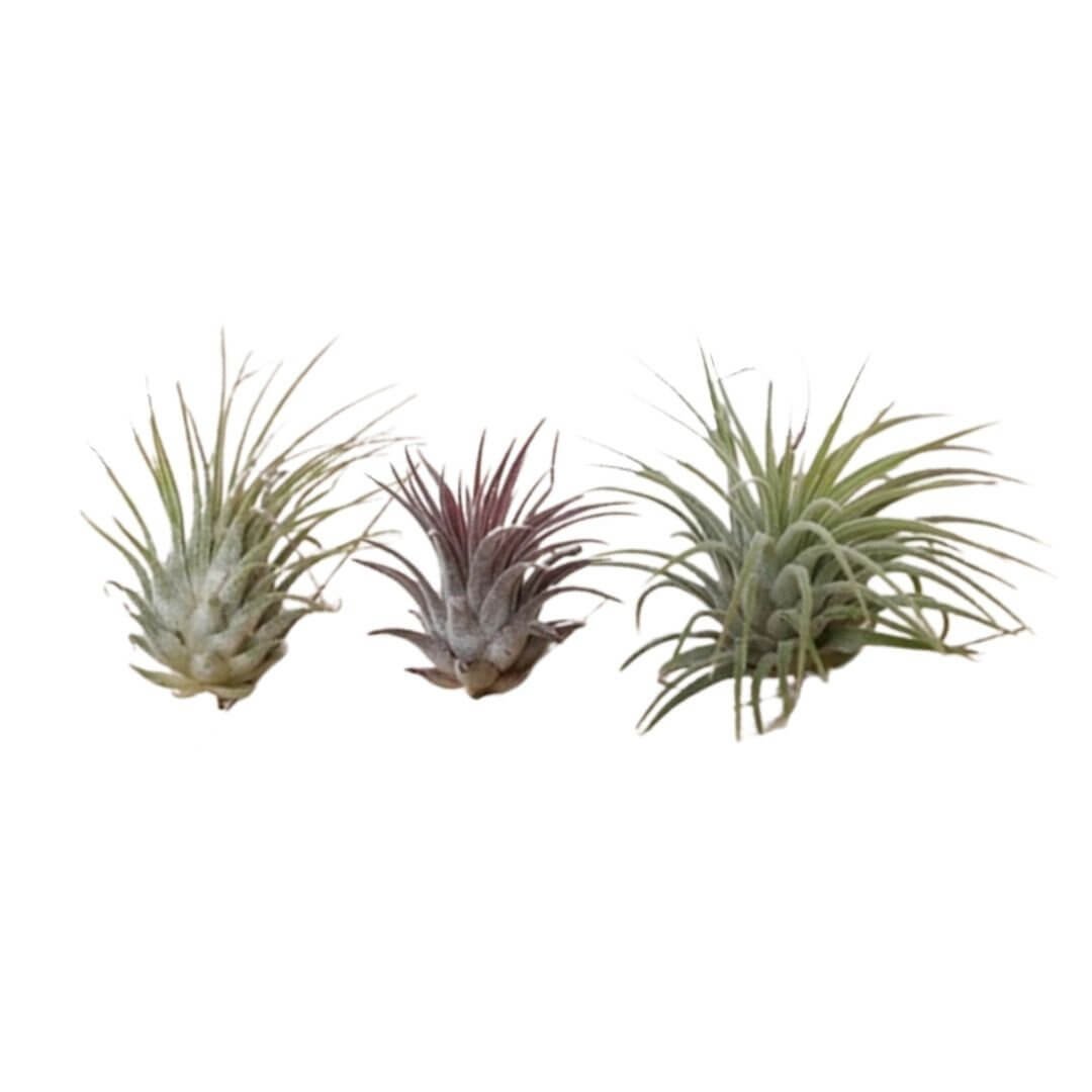 3X Ionantha Luchtplantjes