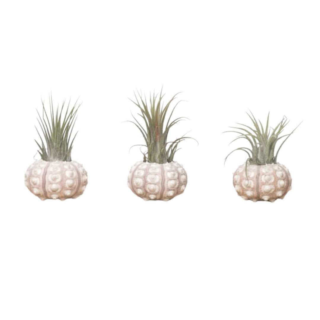 3X Spoetnik Zee Egel Met Tillandsia