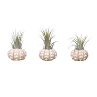3X Spoetnik Zee Egel Met Tillandsia