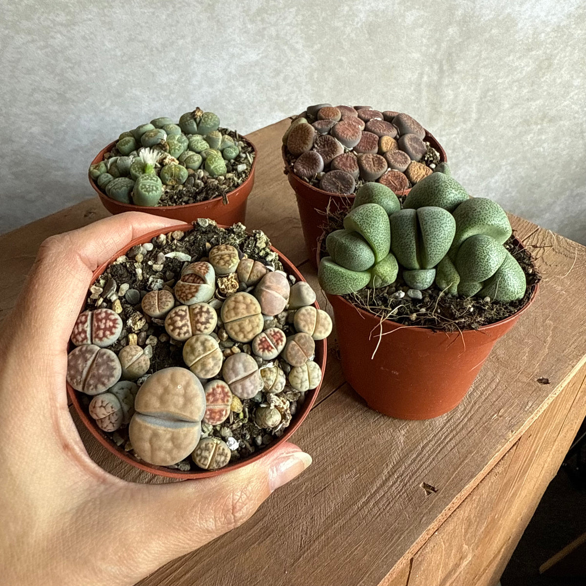 Lithops mix (4 stuks)
